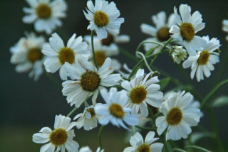 Tanacetum balsamitaBalsemwormkruid bestellen